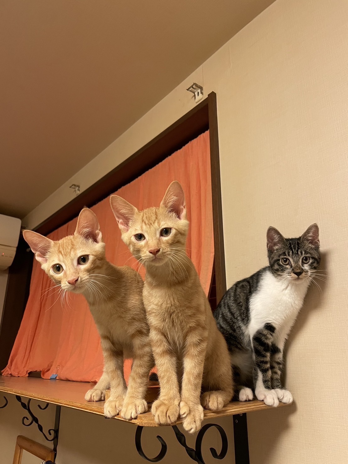 ミルク🍼ボランティア✨ | NPO法人 一匹でも犬・ねこを救う会