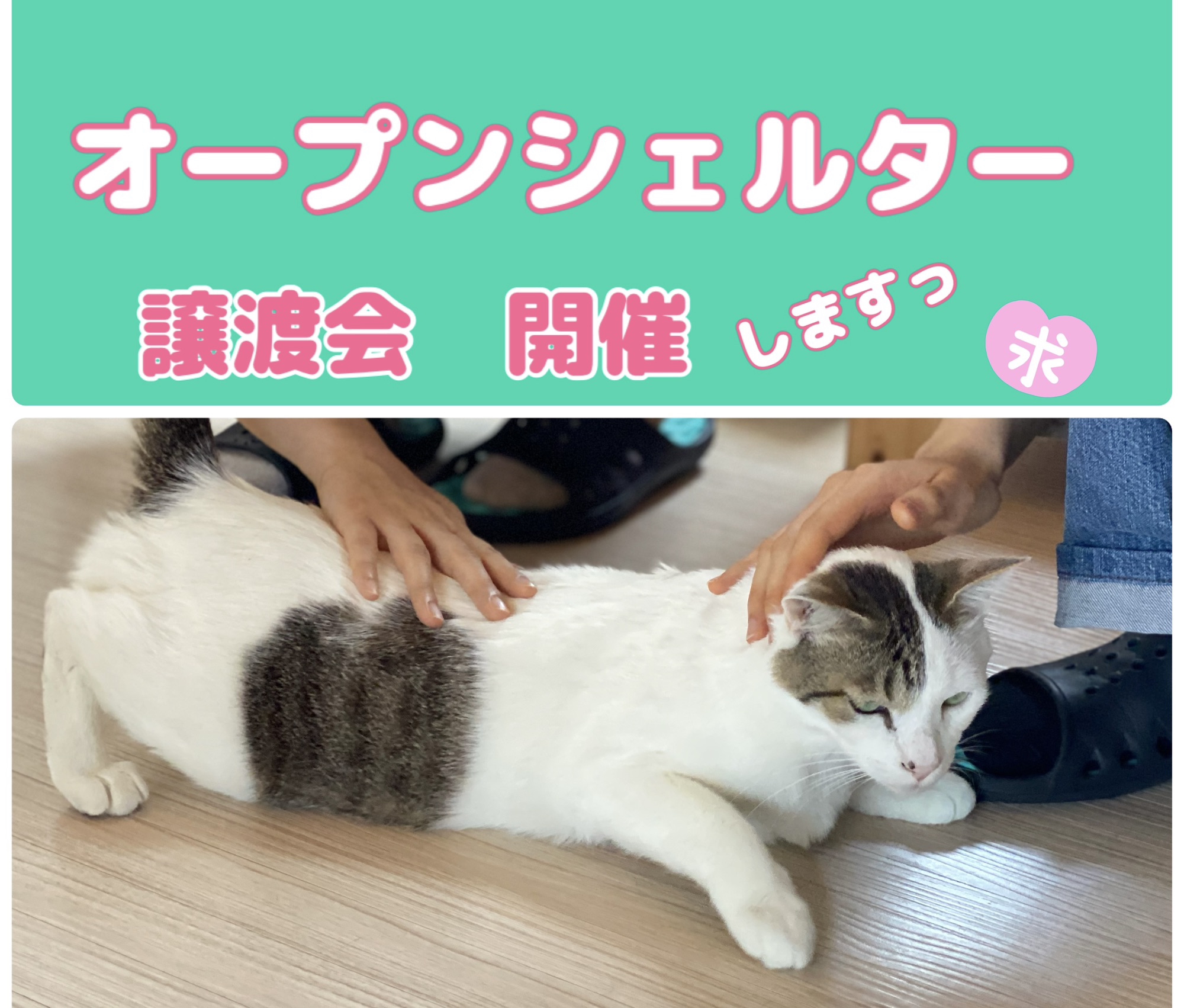 確認用 9/28 奥ゆかしく あったかにゃんこ帽のわんこ パネル生地 