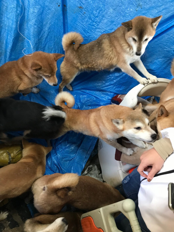 ワンコ通信 壮絶 柴犬多頭崩壊 一匹でも犬 ねこを救う会