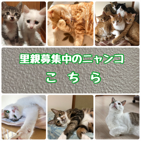 一匹でも犬 ねこを救う会