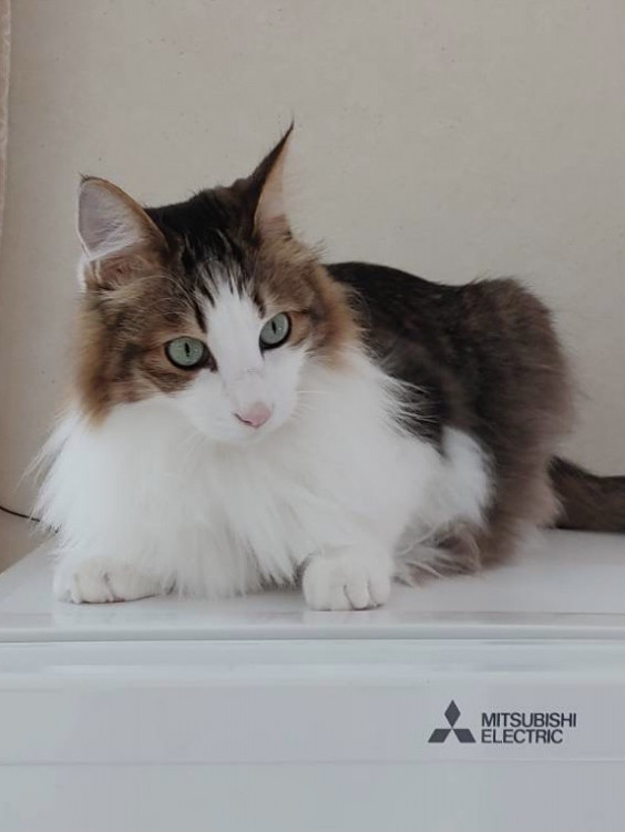 急募 拡散希望 一匹でも犬 ねこを救う会 急募 拡散希望 一匹でも犬 ねこを救う会