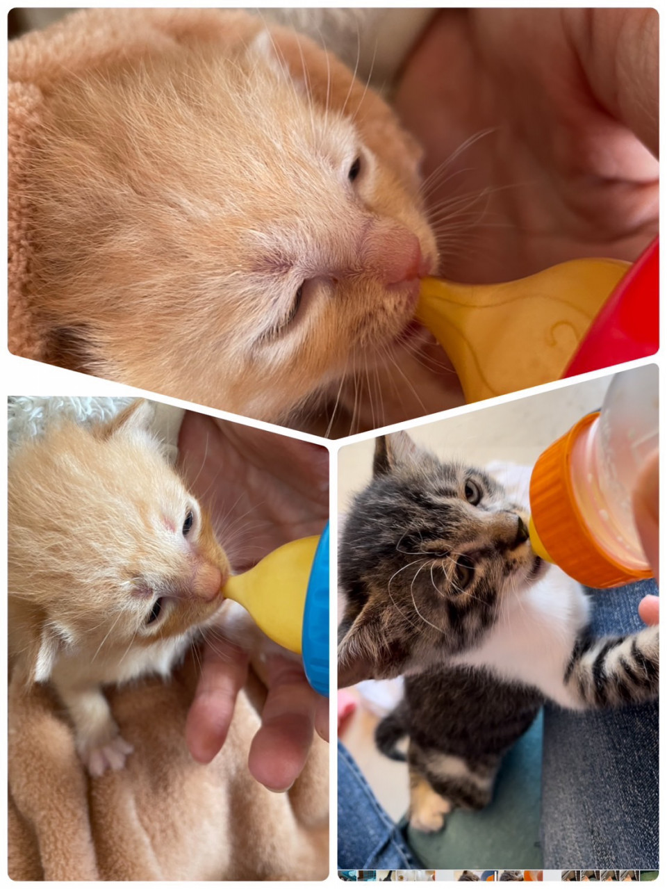 ミルク?ボランティア✨ | NPO法人 一匹でも犬・ねこを救う会
