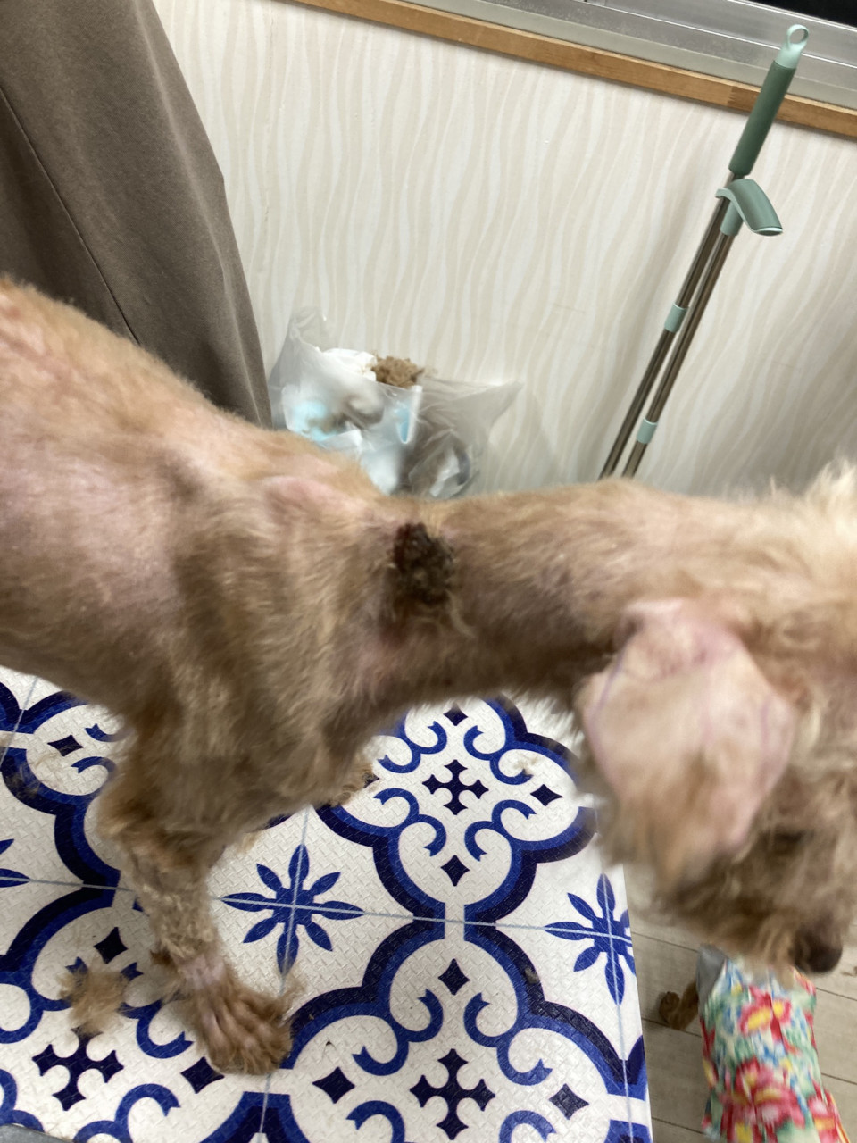松本市のペットショップ業者の件を受けて 一匹でも犬 ねこを救う会