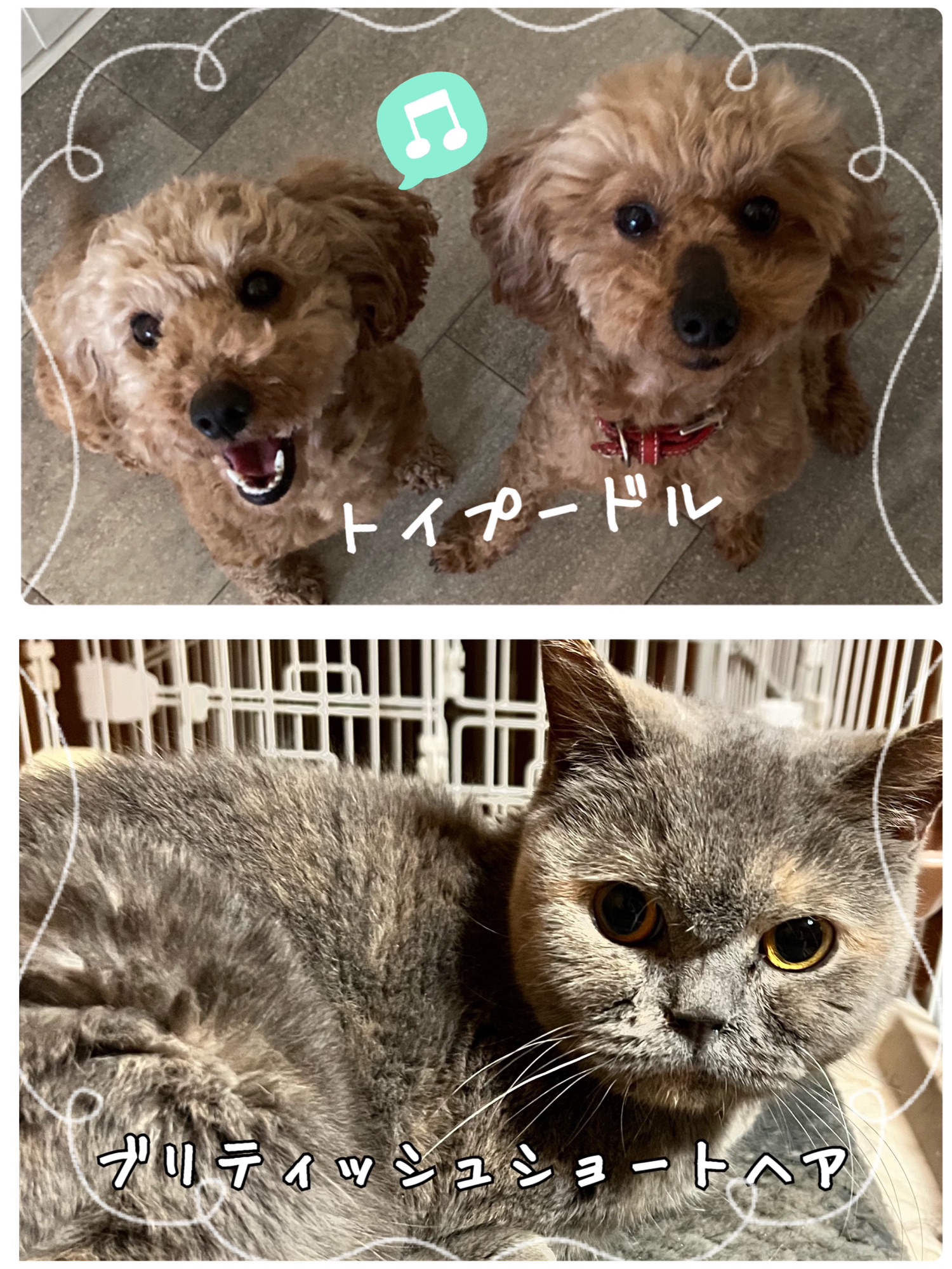 再】5/7譲渡会参加の保護っ子達ご案内♡ | 一匹でも犬・ねこを救う会