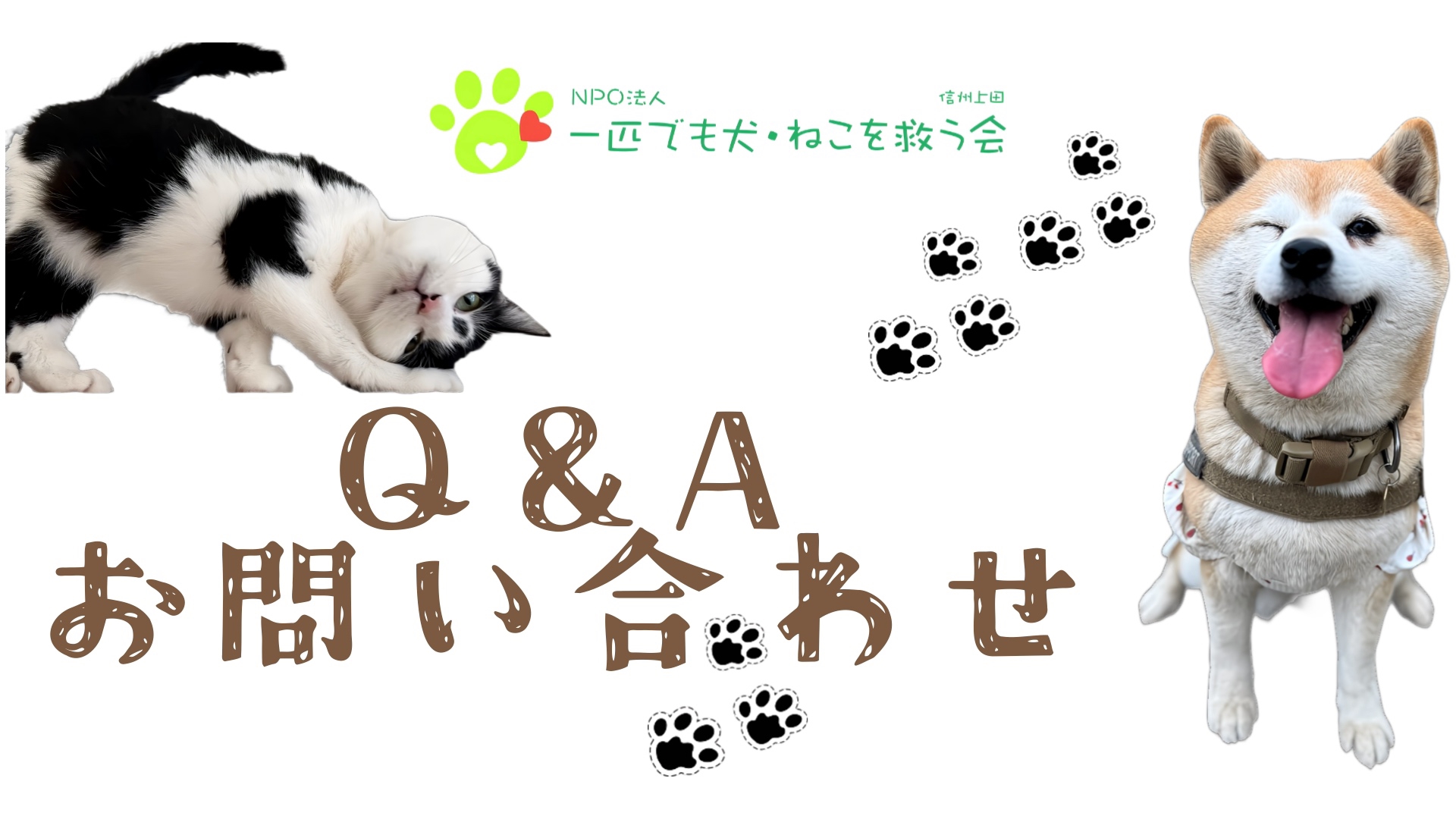Q&A・問合せ | NPO法人 一匹でも犬・ねこを救う会