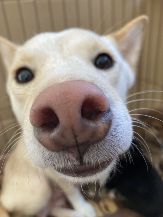 ワンコ通信 柴犬多頭崩壊 衝撃の頭数 一匹でも犬 ねこを救う会