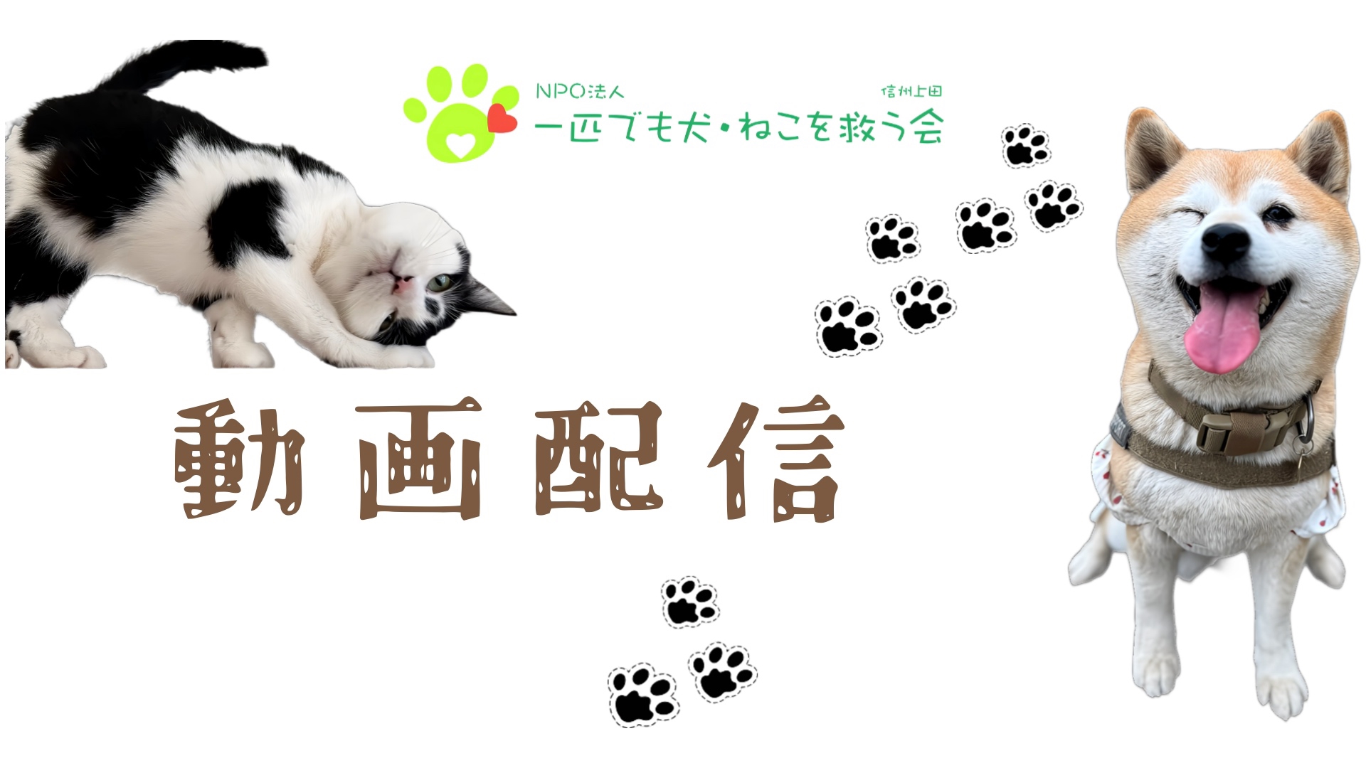 動画配信 | NPO法人 一匹でも犬・ねこを救う会