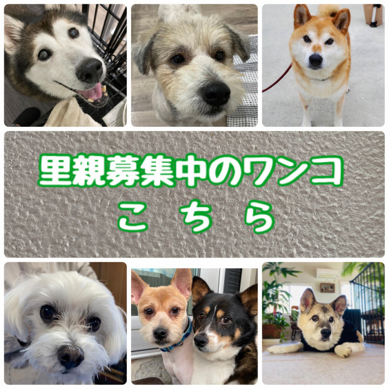 一匹でも犬 ねこを救う会