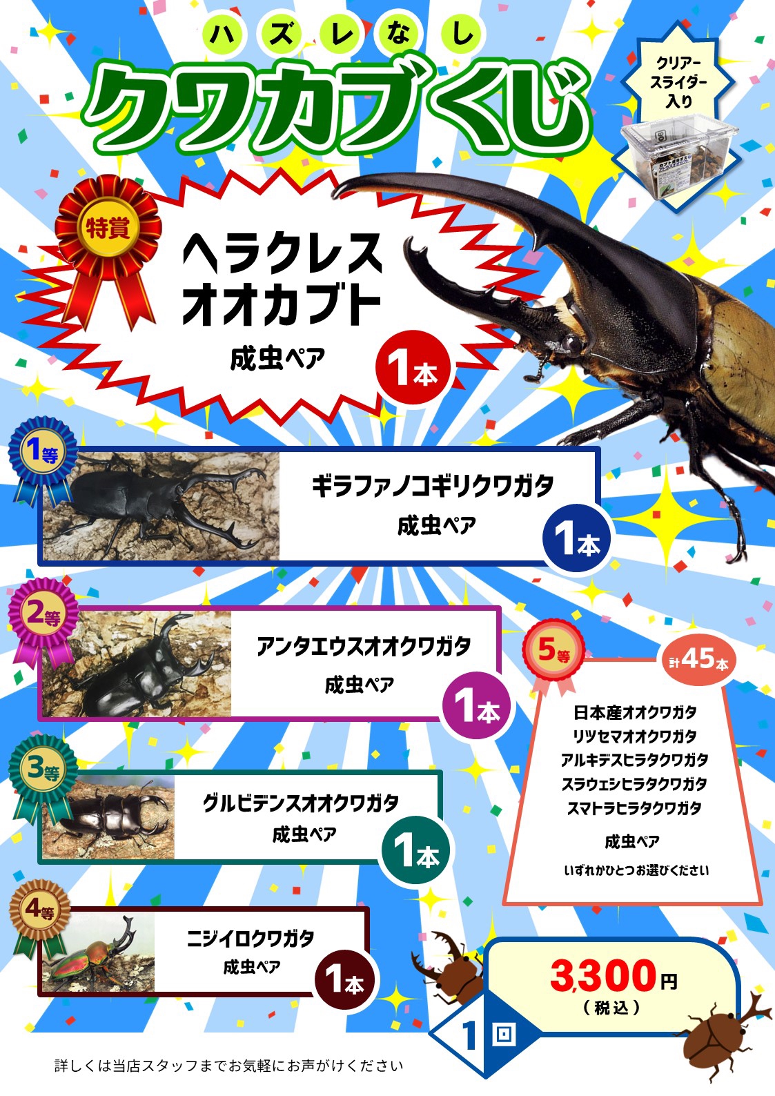 カブトムシ50ペア、くじ10回 国産カブトムシ 栃木県産 75mmUP ペア》 | KPW BASE店