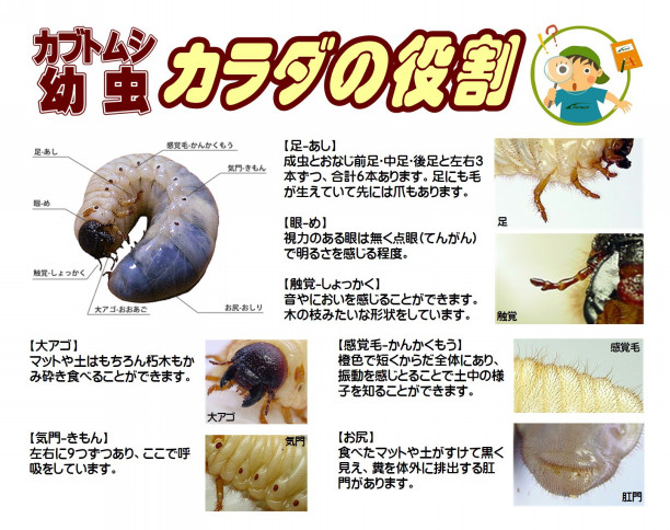 カブトムシ幼虫「カラダの役割」 | Fortech Information