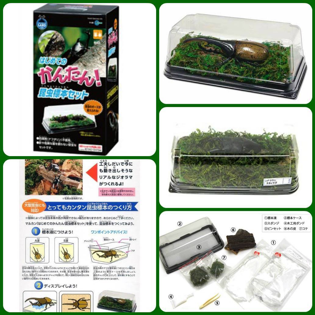 かが【標本】 まとめて 自宅でつくれる本格派「標本キット」；苔丸インテリア