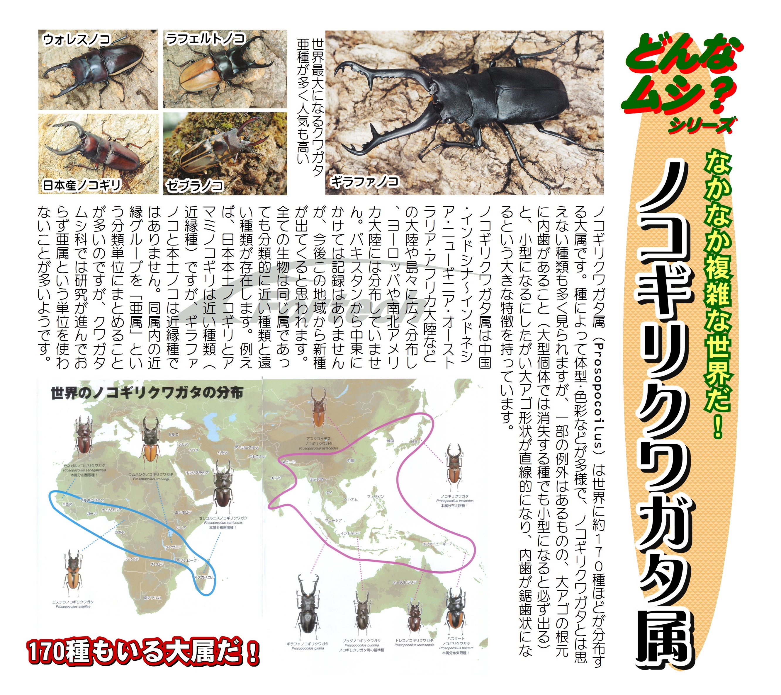 どんなムシ？『ノコギリクワガタ属』 | Fortech Information