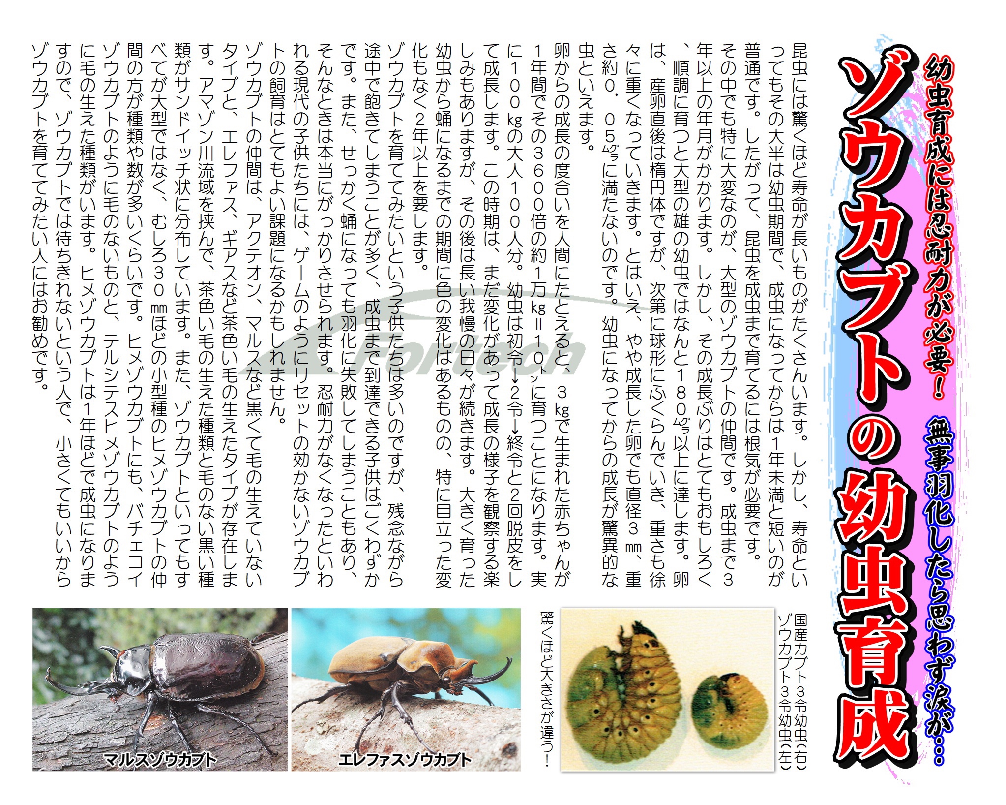 ゾウカブトの幼虫育成 | Fortech Information