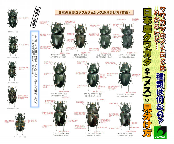 種類は何なの メスの見分け方 Fortech Information