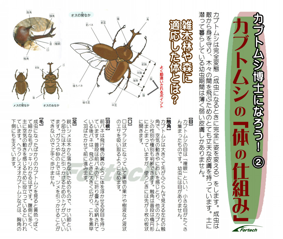 カブトムシの 体の仕組み Fortech Information