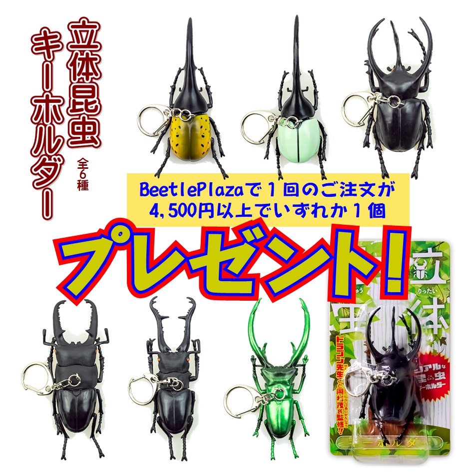 1個 踏み出せ キーホルダー カブトムシ