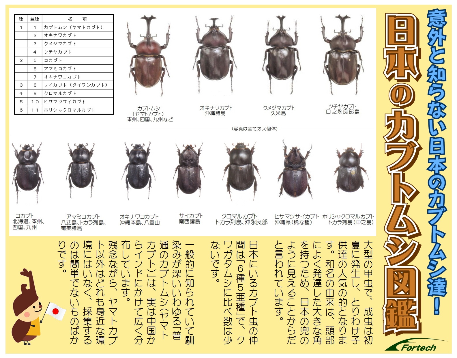 日本のカブトムシ | Fortech Information