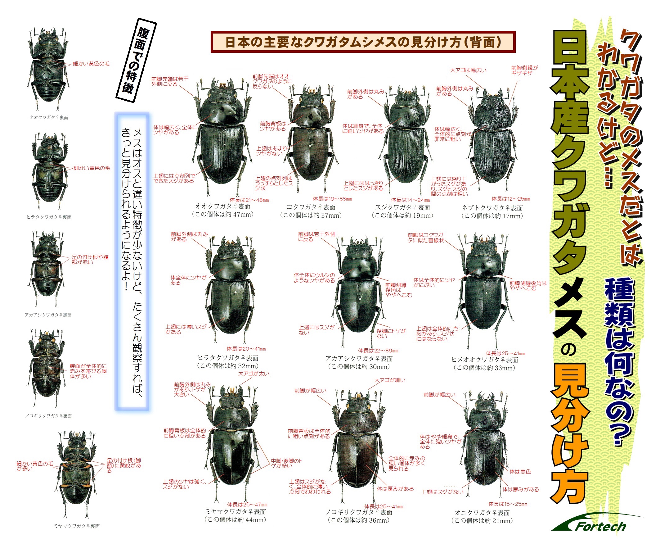 日本産クワガタ メスの見分け方 | Fortech Information