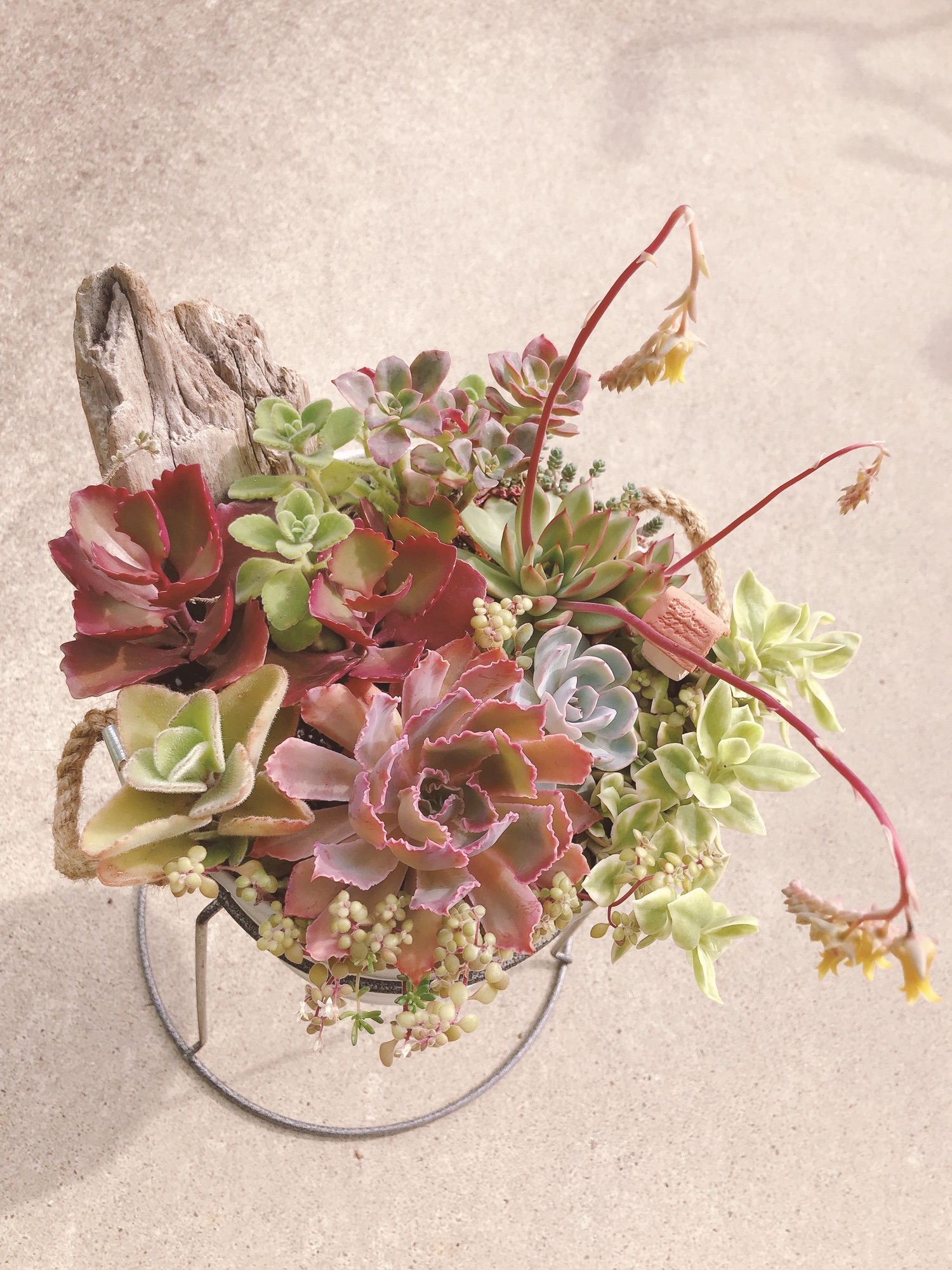 多肉植物 特別な♪レインボー寄せ植え☆虹色リース