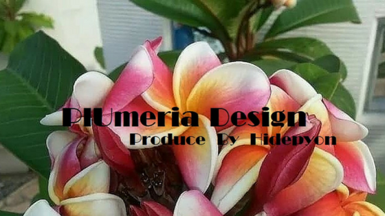 プルメリアの育て方 Plumeria Designインスタ映えプルメリア プルメリアの育て方 Plumeria Designインスタ映えプルメリア