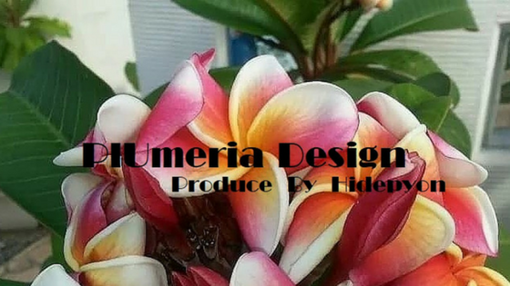 プルメリアの育て方 Plumeria Designインスタ映えプルメリア