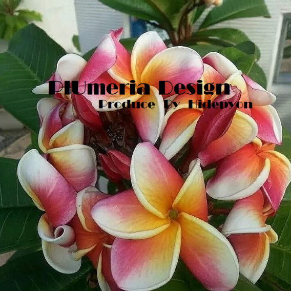 プルメリアの育て方 オブツサ種とルブラ種の見分け方は インスタ映え プルメリアの育て方 Plumeria Designインスタ映えプルメリア