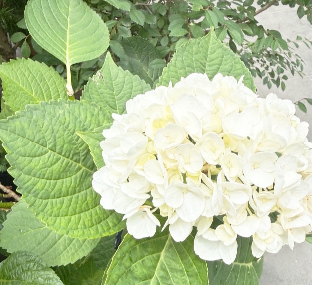 落合恵子blog Keiko Ochiai