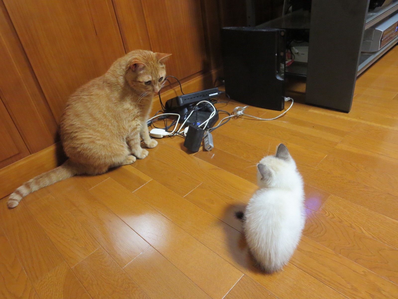 迷い猫 | 金茶猫と庭仕事