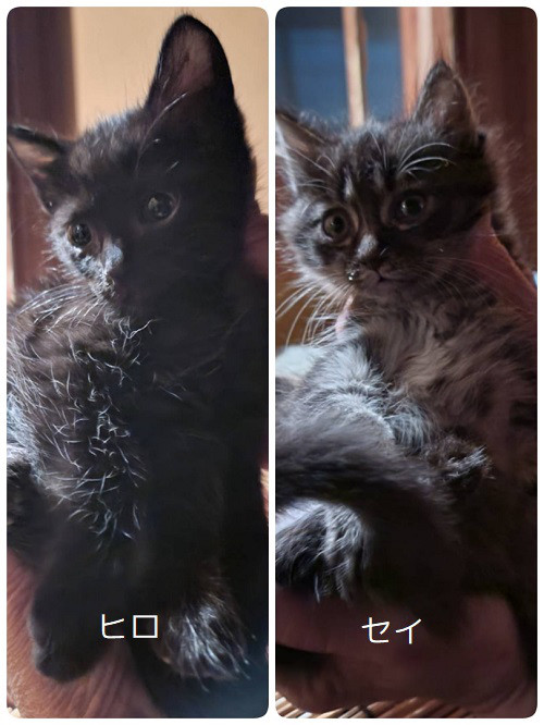 里親募集 ねこ友会 里親募集 ねこ友会
