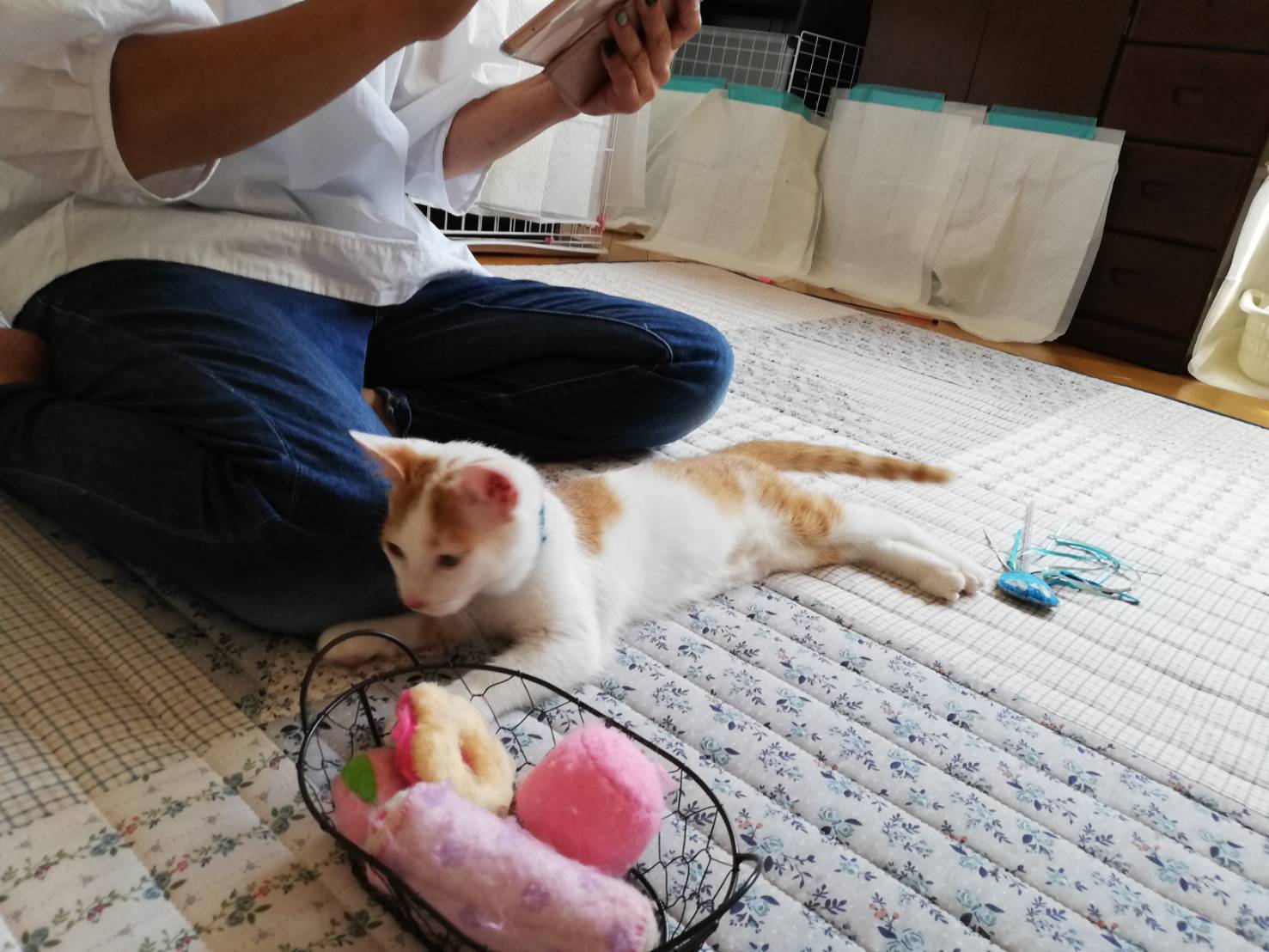 パート1 常時更新 里親募集中の猫達 千葉県我孫子市 ねこ友会 パート1 常時更新 里親募集中の猫達 千葉県我孫子市 ねこ友会