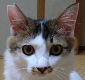 静音（しおん）くん オス キジ白 '22.6月生まれ | ねこ友会