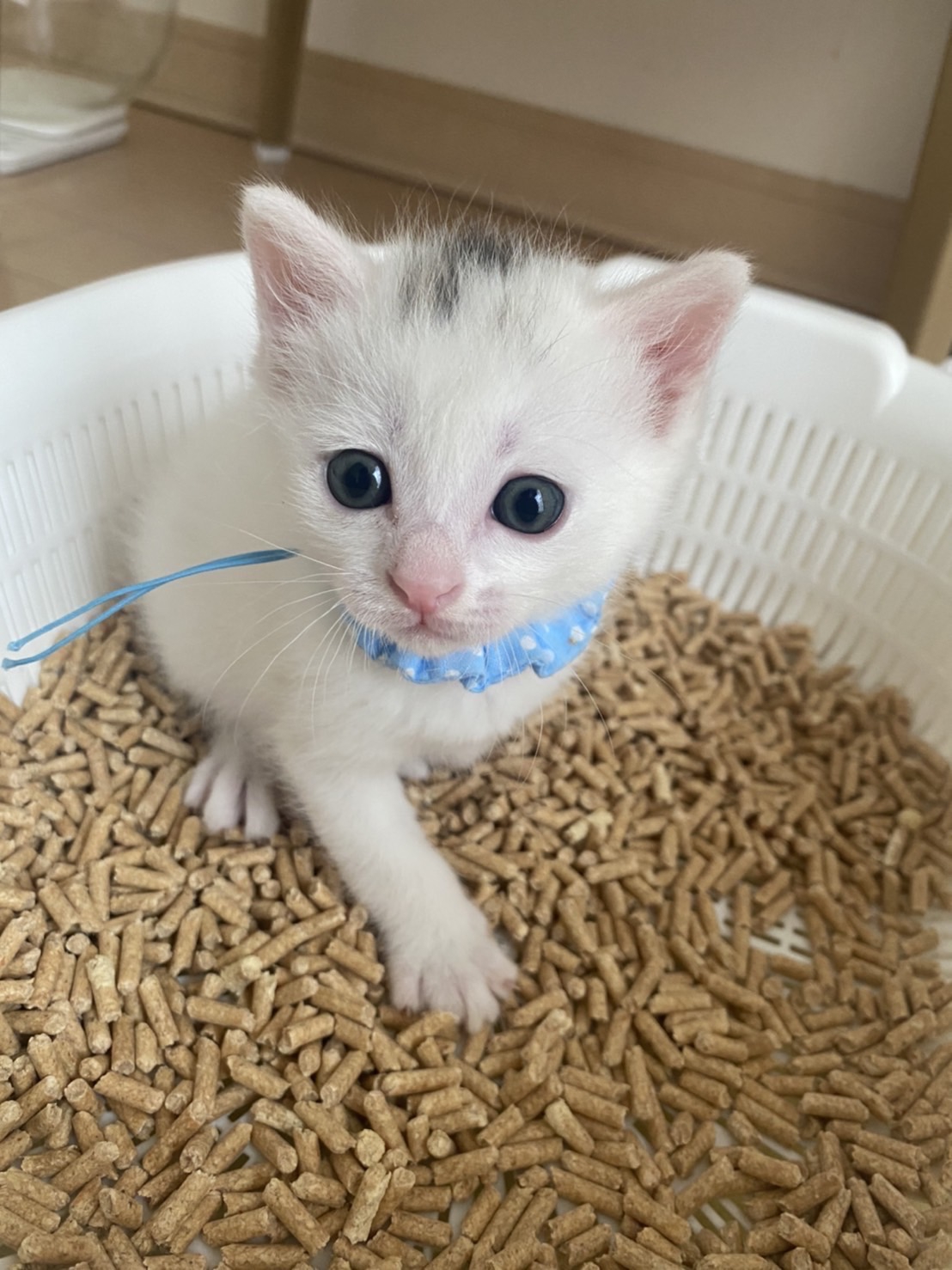 ももちゃん、あお君、きいちゃん、みどり君 オスメス キトン