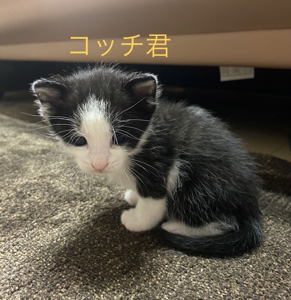 コッチくん オス 黒白 '22.3.30生まれ | ねこ友会
