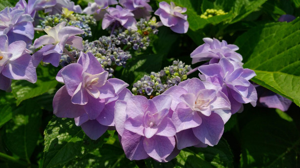 新盆会法要について Zuiunzan Nensokuji 瑞雲山 念速寺