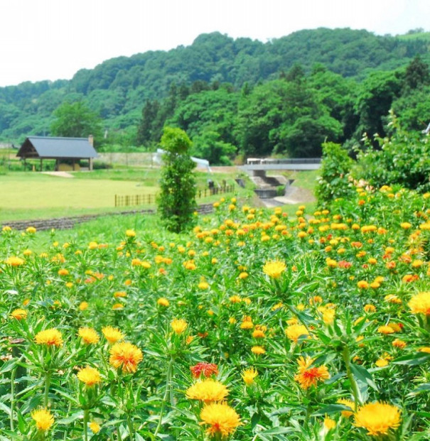 Zipang 5 Tokio 最上紅花 が 北前船 のプリマドンナだったこと知っていますか その２ 寄稿文 紅山子 Zipang 5 Tokio