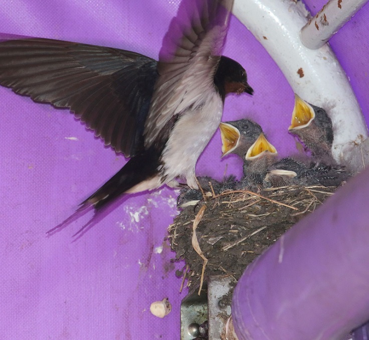 ZIPANG-5 TOKIO 2020～日本野鳥の会ツバメ全国調査(2013～2020