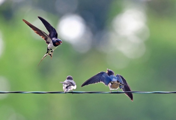 Zipang 5 Tokio 日本野鳥の会ツバメ全国調査 13 Zipang 5 Tokio