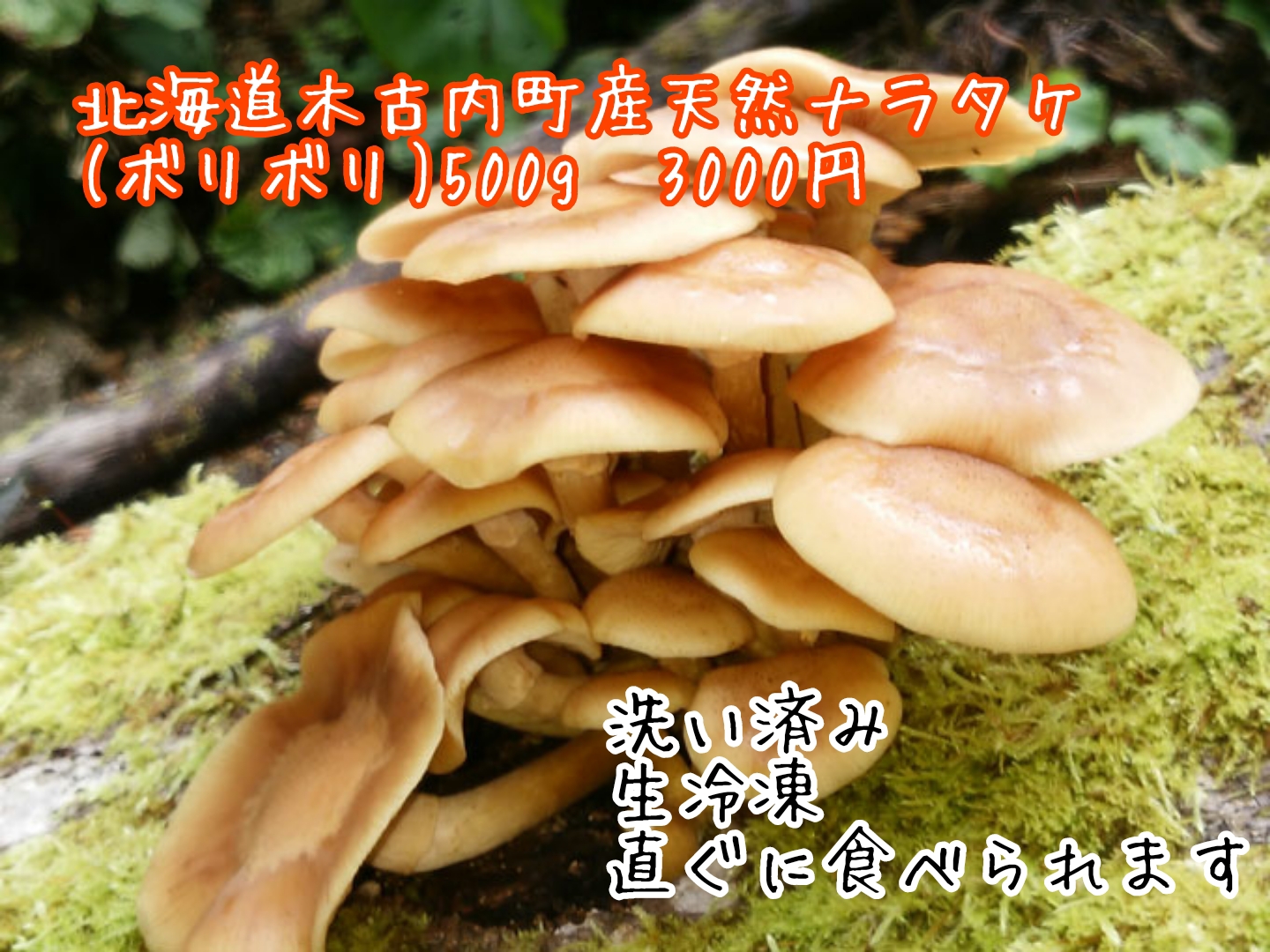 北海道産 天然 ナラタケ ボリボリ 3㎏ 限定1名様 - 野菜、果物