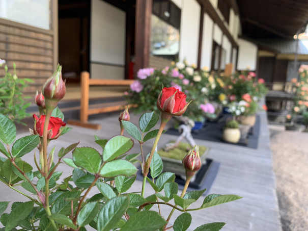 旧岩崎邸庭園フラワーショー19 春のtokyoおもてなしフラワーショー 大前美翔 Mika Ohmae 公式ブログ 旧岩崎邸庭園フラワーショー19 春のtokyoおもてなしフラワーショー 大前美翔 Mika Ohmae 公式ブログ