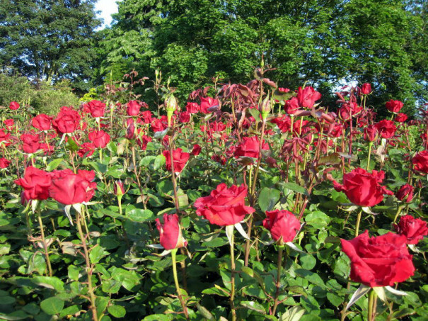 ロンドンqueen Mary S Gardensの薔薇 ヴィンテージコスチュームジュエリー こぐまのミーシャ Misha Antiques