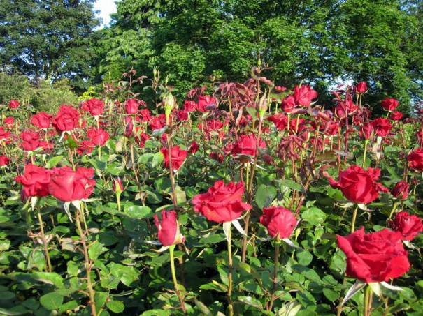 ロンドンqueen Mary S Gardensの薔薇 ヴィンテージコスチュームジュエリー こぐまのミーシャ Misha Antiques ロンドンqueen Mary S Gardensの薔薇 ヴィンテージコスチュームジュエリー こぐまのミーシャ Misha Antiques