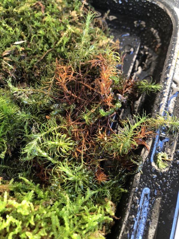 苔採取 Shinya Kawamura 苔採取 Shinya Kawamura