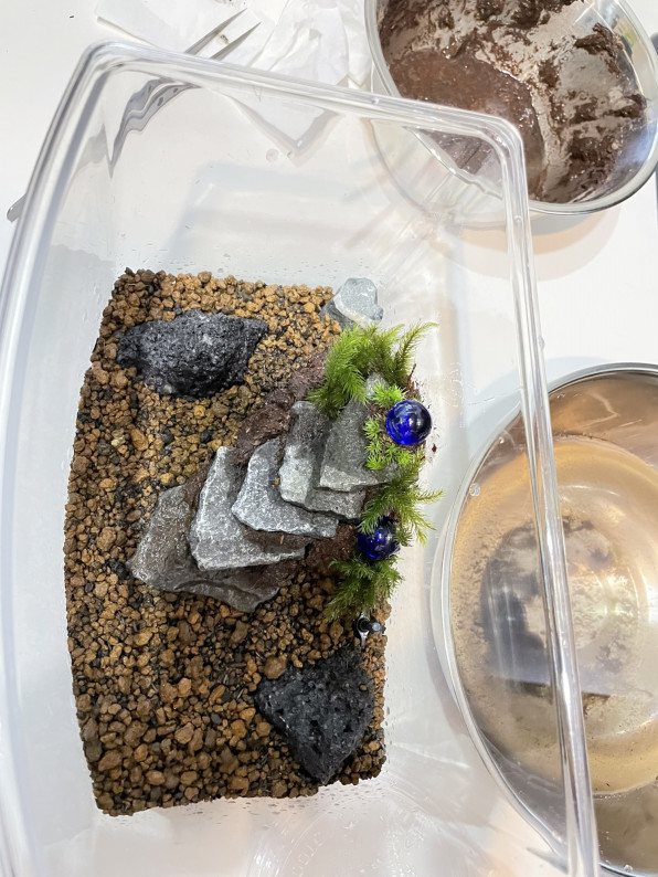 採取した苔の下処理と 虫かご苔テラリウム Shinya Kawamura 採取した苔の下処理と 虫かご苔テラリウム Shinya Kawamura