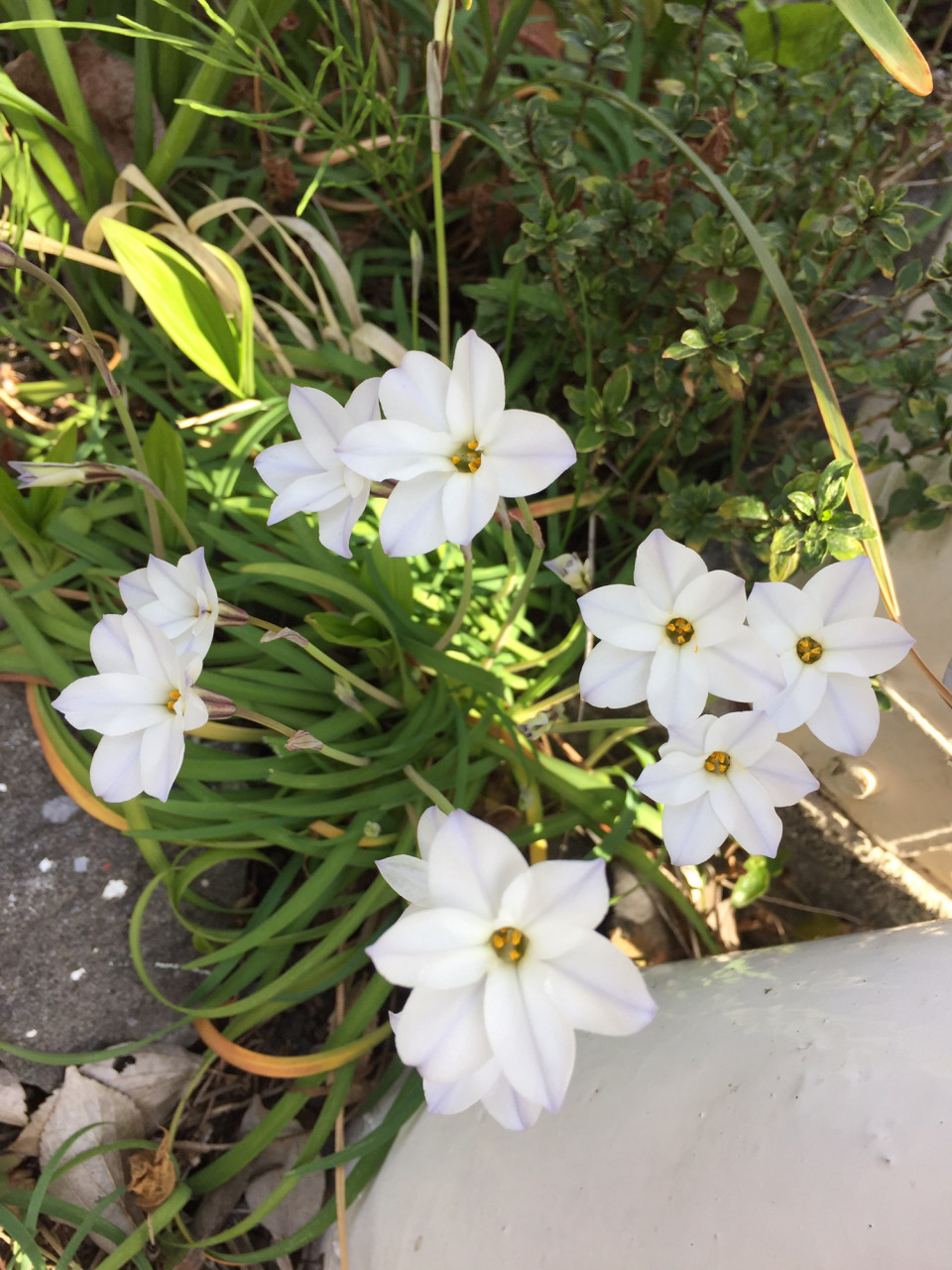 ハナニラ Ipheion Uniflorum 春星韭 中国語と日々あれこれ ハナニラ Ipheion Uniflorum 春星韭 中国語と日々あれこれ