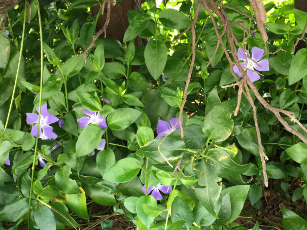 ツルニチニチソウ 蔓日々草 Vinca Major 蔓长春花 中国語と日々あれこれ