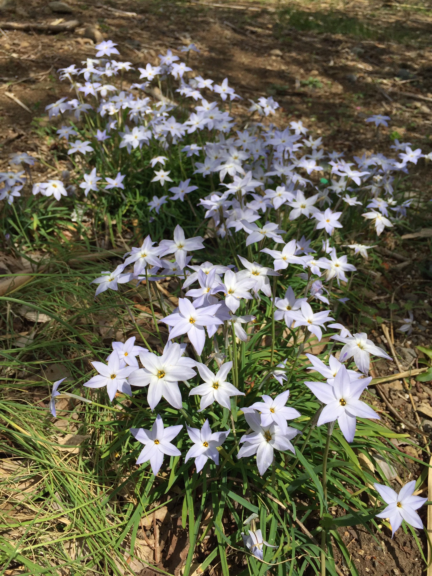 ハナニラ Ipheion Uniflorum 春星韭 中国語と日々あれこれ