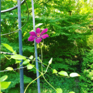 ドウダンツツジ Enkianthus Serrulatus 齿缘吊钟花 中国語と日々あれこれ