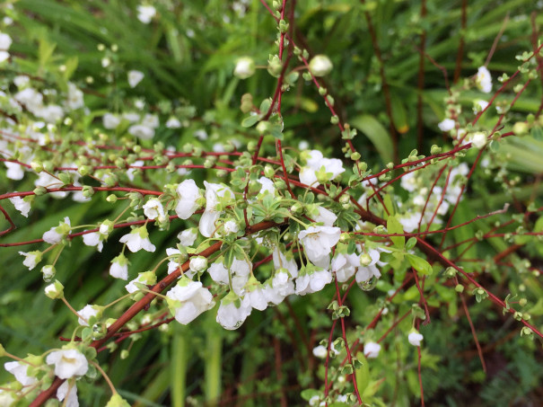 ユキヤナギ 珍珠繡線菊 Spiraea Thunbergii 中国語と日々あれこれ