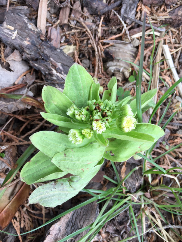 ふきのとう 蕗の薹 中国語と日々あれこれ
