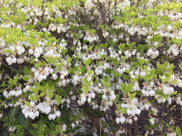 ドウダンツツジ Enkianthus Serrulatus 齿缘吊钟花 中国語と日々あれこれ